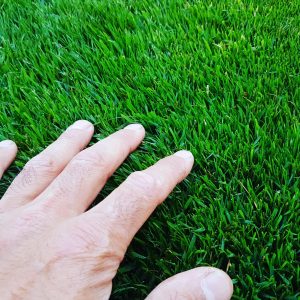 Lawn care in bearsden