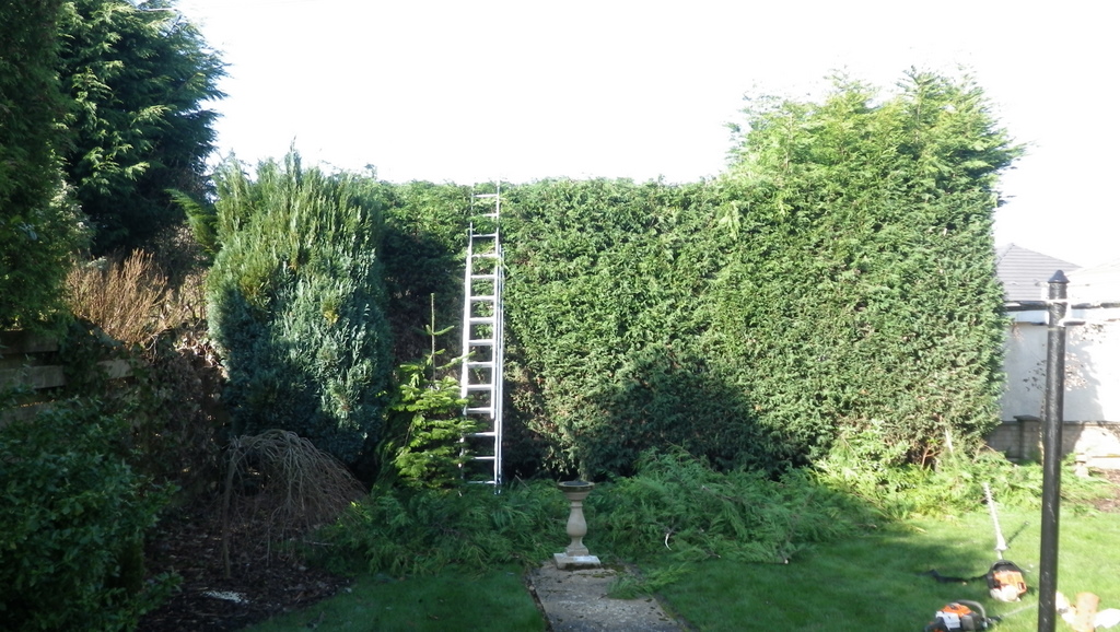Conifer hedge cutting Dan Frazer Gardening