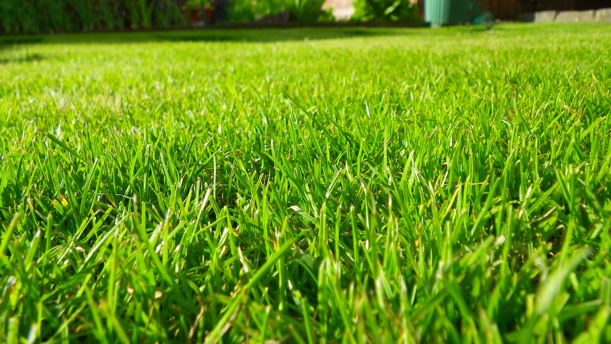 Glasgow grass cutting