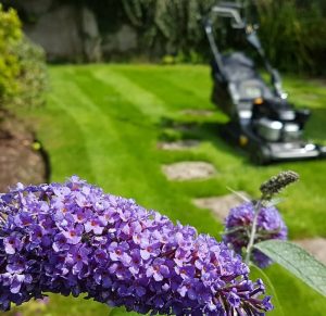 Bearsden grass cutting lawn cuts