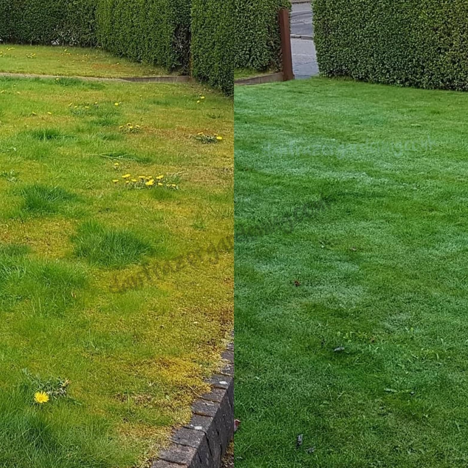 Bishopbriggs lawn treatment