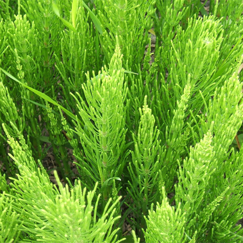 Weed control dan frazer gardening